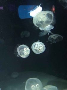 jellyfish